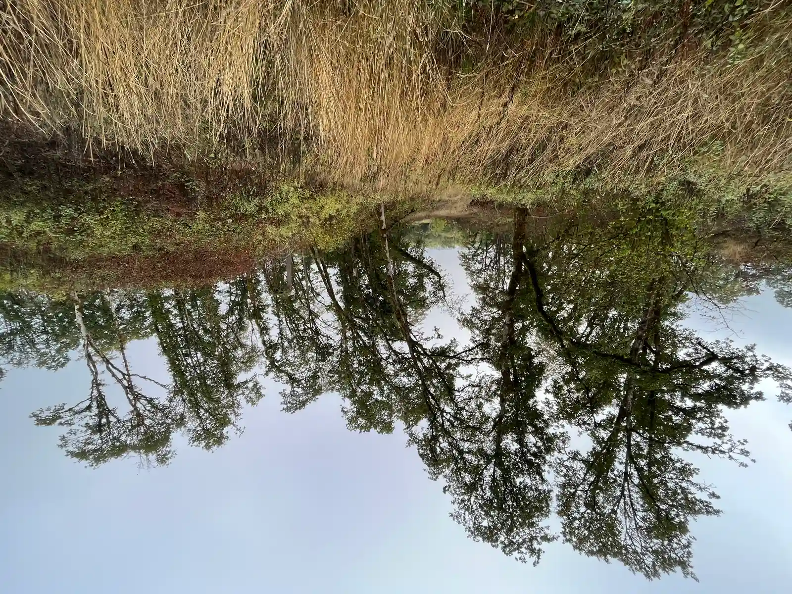 How Temperature Shapes Wildlife Activity Through the Day (Fall morning at Ridgefield National Wildlife Refuge, Public domain)