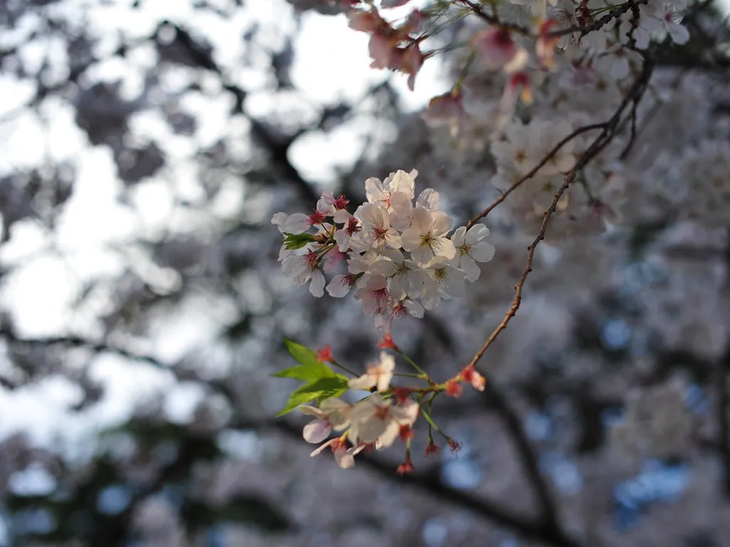The South Blooms First: Georgia, Tennessee, and Texas (Chris Hunkeler, Flickr, CC BY-SA 2.0)