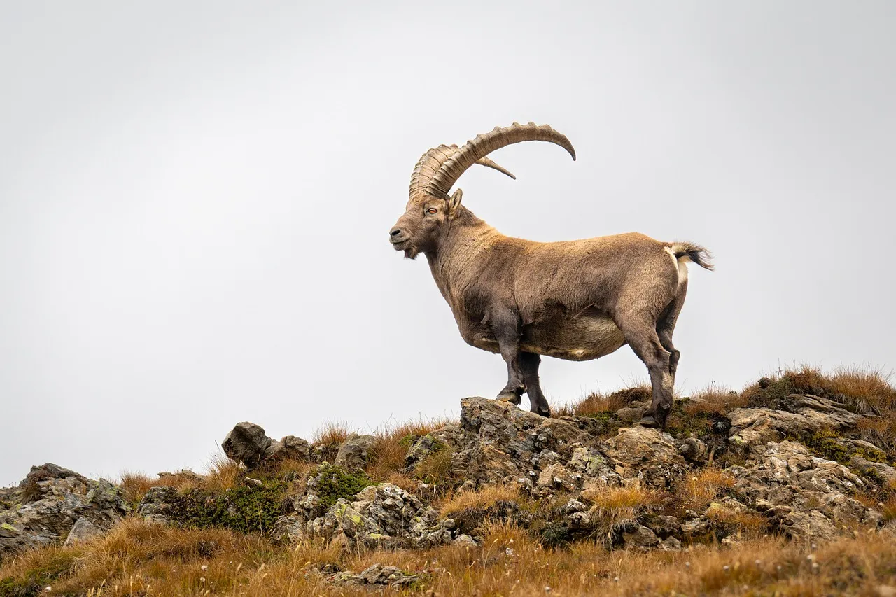 Capricorn: The One Who Turns Vacation Into a Work Meeting (Image Credits: Pixabay)