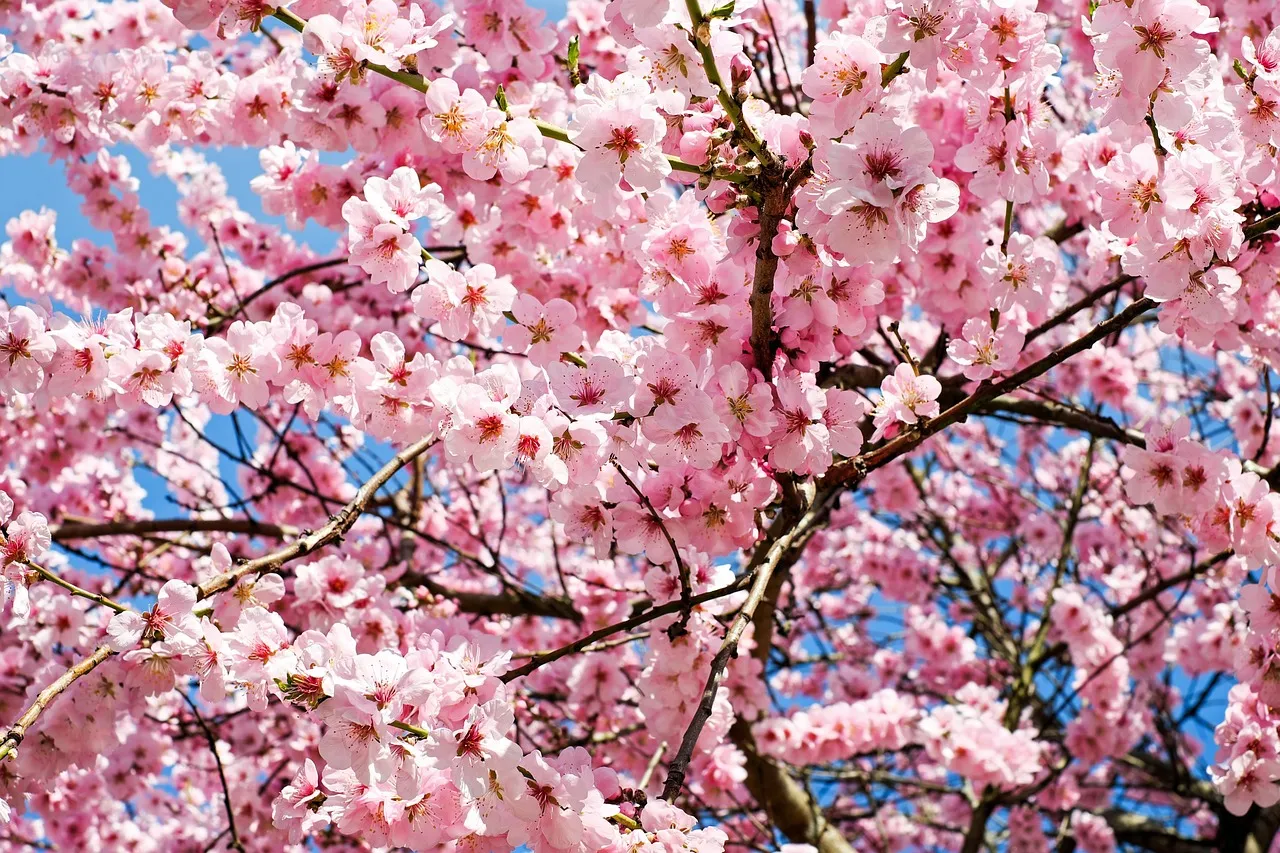 Spring's Brief, Brilliant Blossom Season (Image Credits: Pixabay)