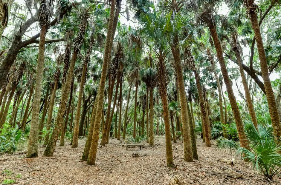A Forest That Never Made It to a Subdivision (Image Credits: Pexels)