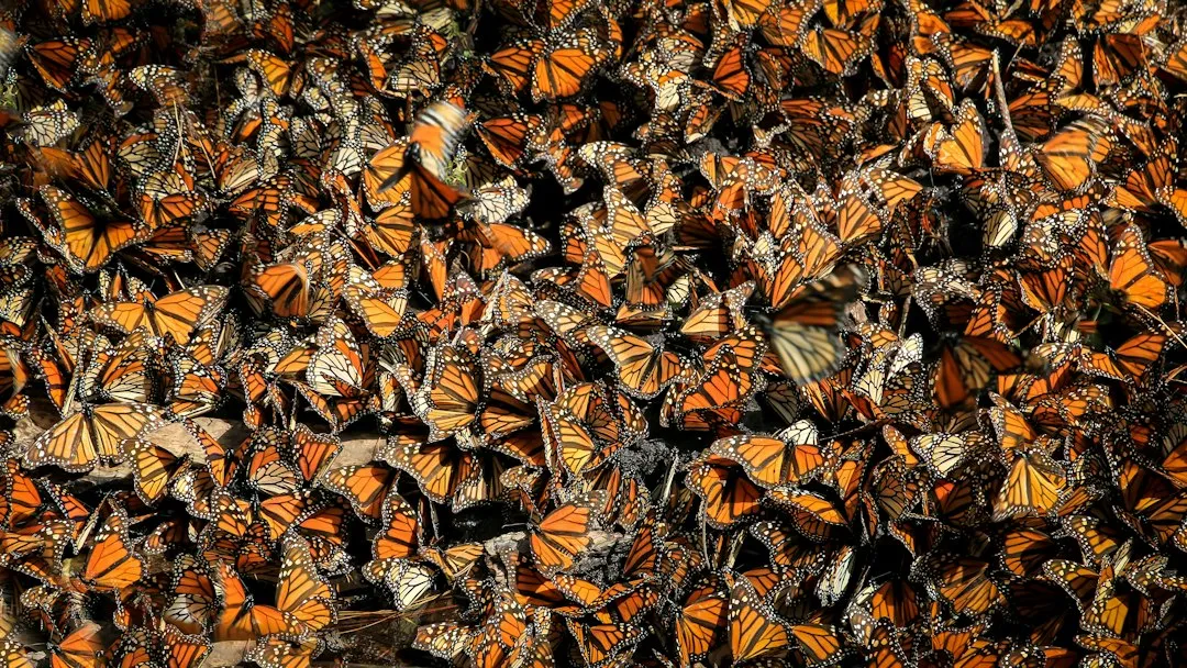 The Monarch Butterfly Migration: An Orange River Through the Forest (Image Credits: Unsplash)