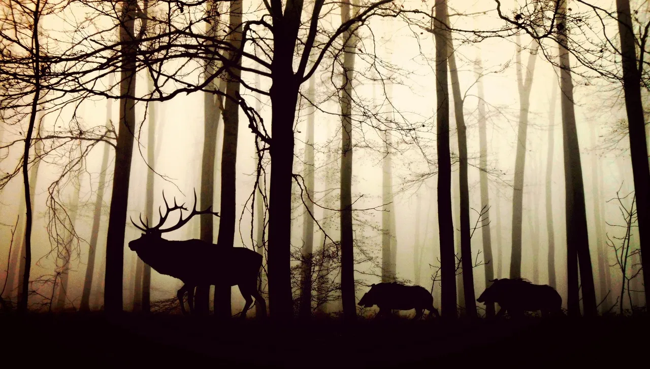 What Silence Actually Does to the Body (Image Credits: Pixabay)