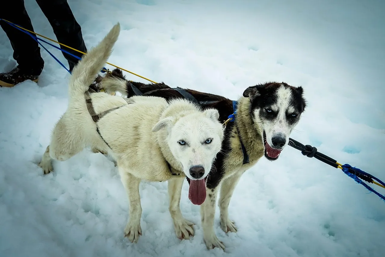 What Happens When the Snow Doesn't Show Up (Image Credits: Pixabay)
