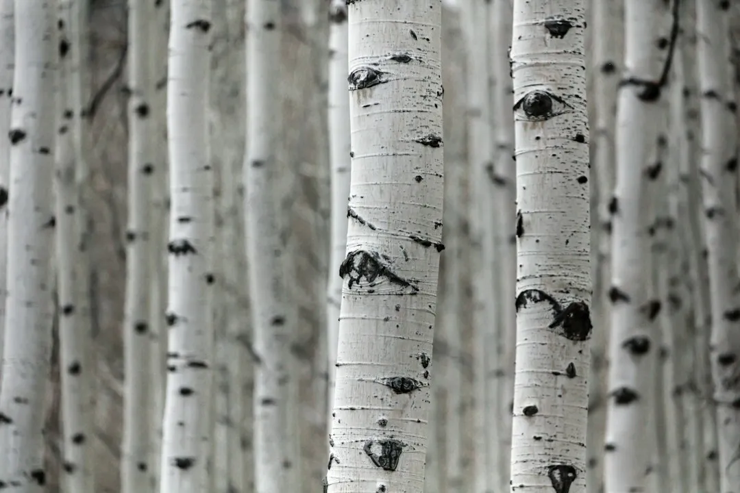 The Birch Whisk and the Body (Image Credits: Unsplash)