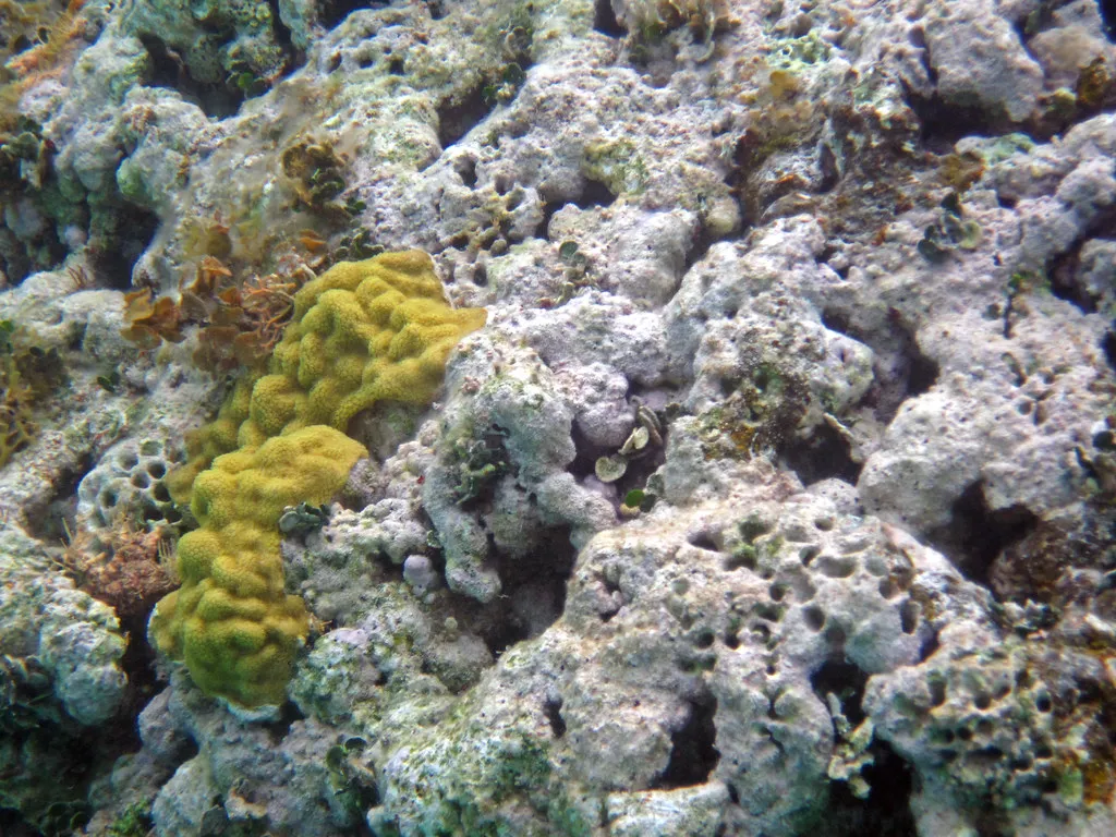 Sediment Disturbance: The Invisible Layer of Damage (James St. John, Flickr, CC BY 2.0)