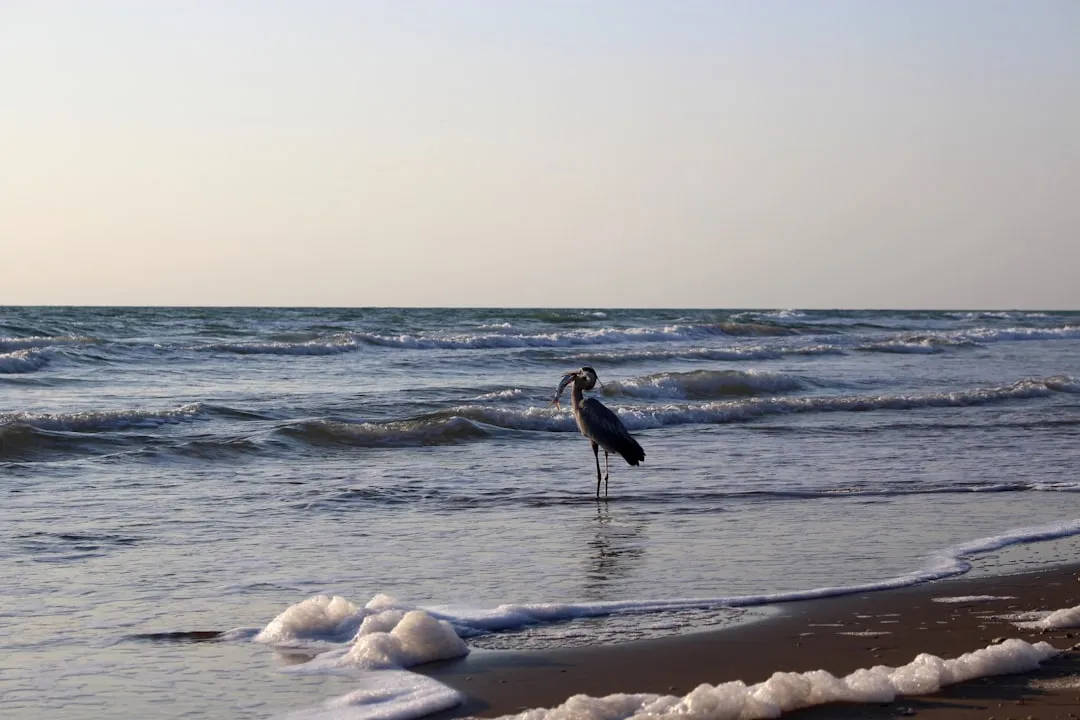 The Texas Tropical Trail Region: A Defined Tropical Zone (Image Credits: Unsplash)