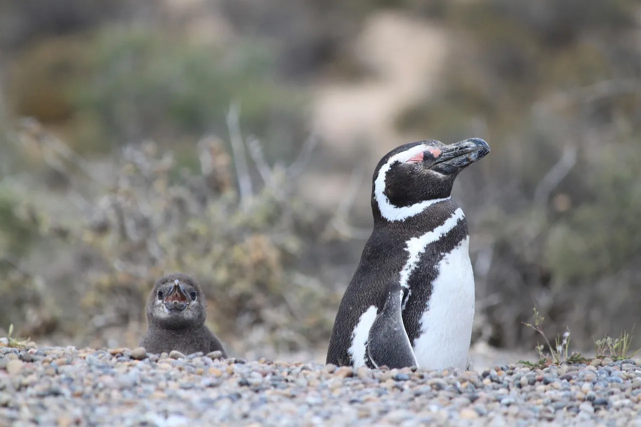 The Atlantic Coast: Wildlife on a Grand Scale (Image Credits: Pixabay)