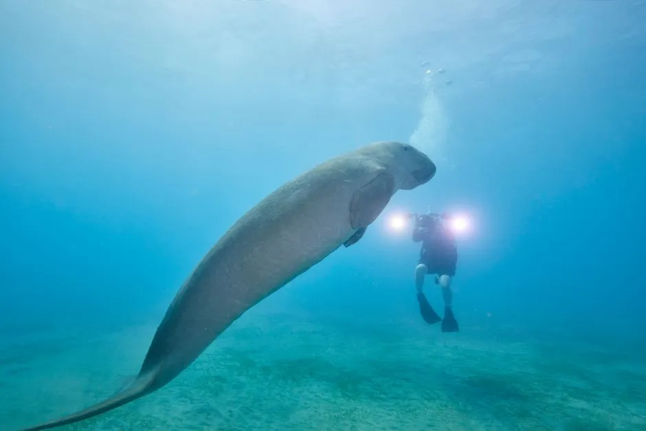 Wildlife Encounters That Key West Can't Offer (Image Credits: Pexels)
