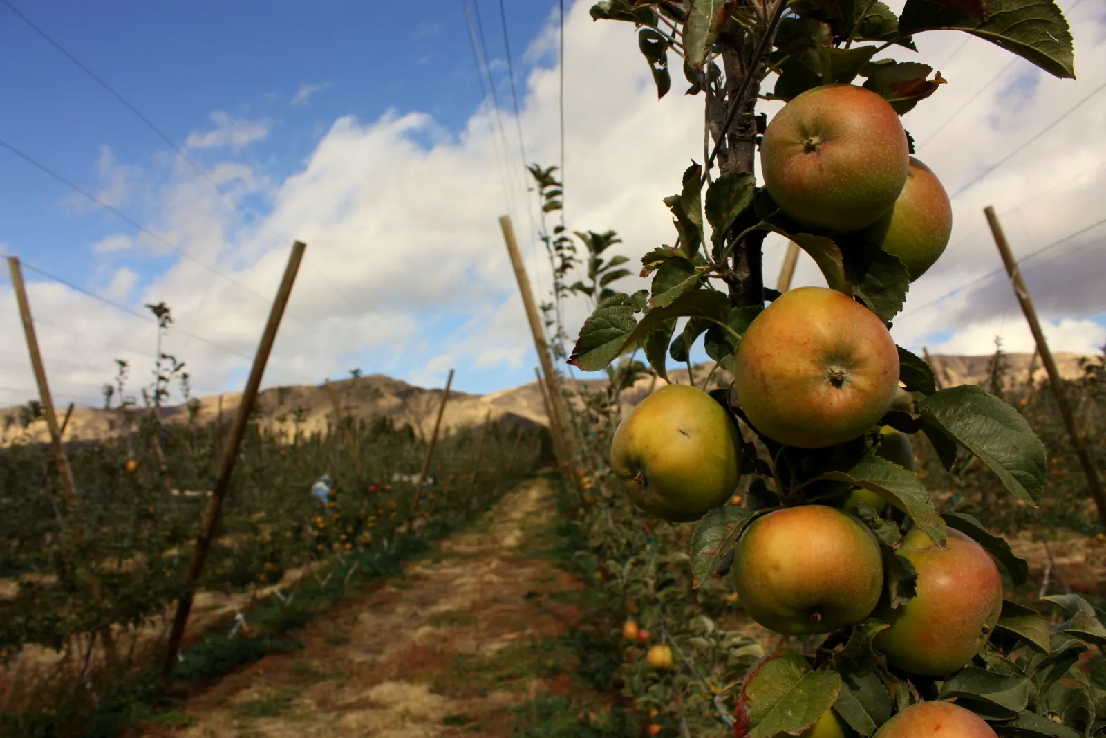 Castle Hill Cider and the Albemarle Pippin (Newtown pippins, CC BY 2.0)