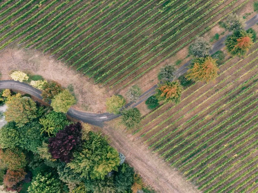The Region Has Eleven Sub-AVAs to Explore (Image Credits: Pexels)
