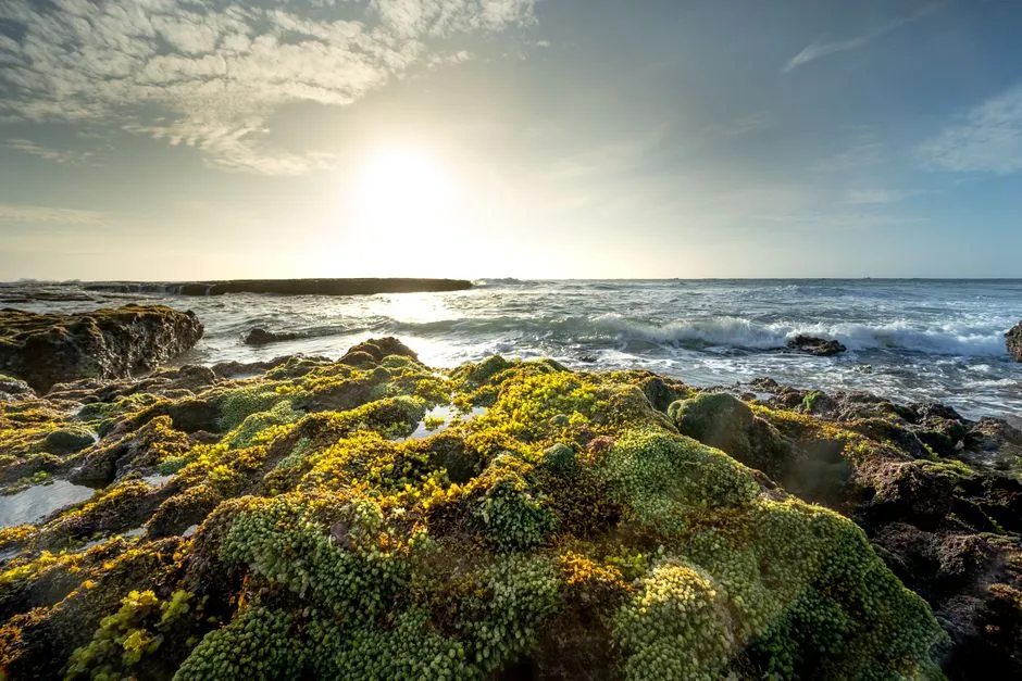 A Rare Ecosystem Right at Your Feet (Image Credits: Pexels)