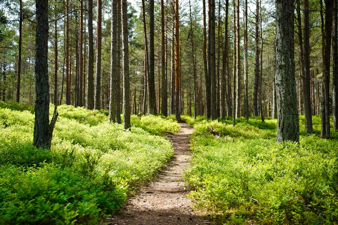 1. Stay on the Designated Trail at All Times (Image Credits: Unsplash)
