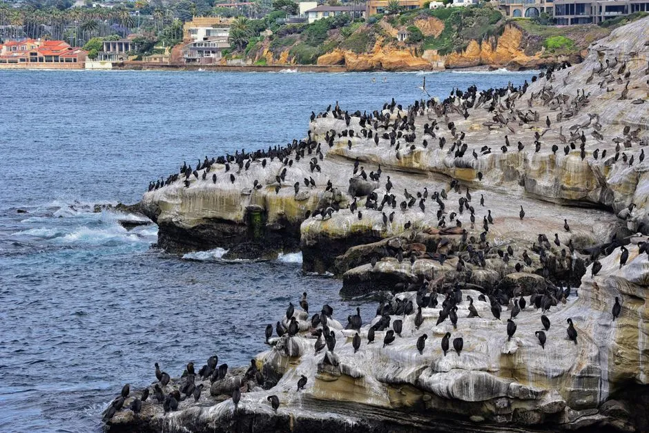 La Jolla Cove: San Diego's Most Famous Sheltered Shore (Image Credits: Pexels)