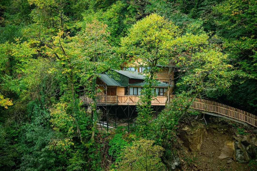 The Treehouses Themselves (Image Credits: Unsplash)