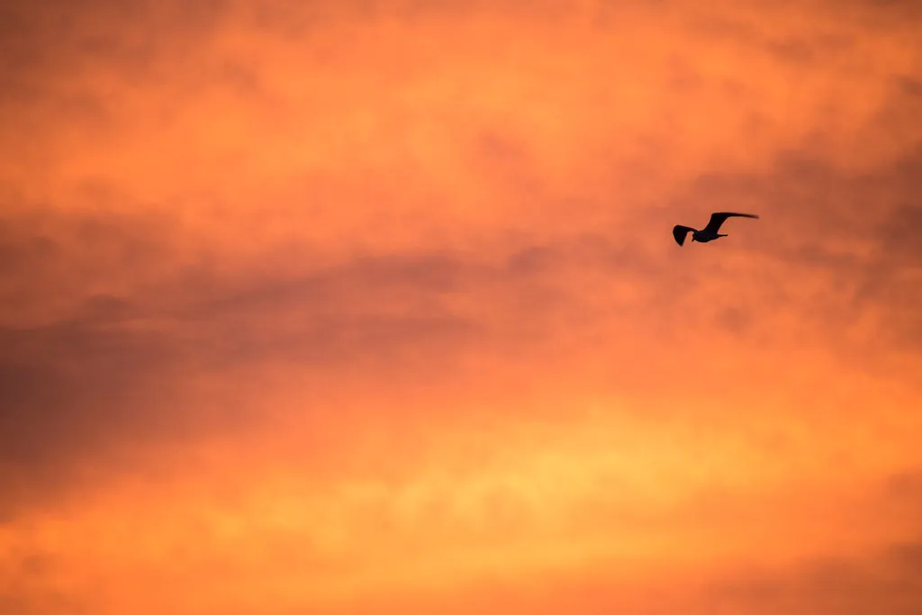 The Morning Advantage Is Real and Measurable (NathalieSt, Flickr, CC BY 2.0)