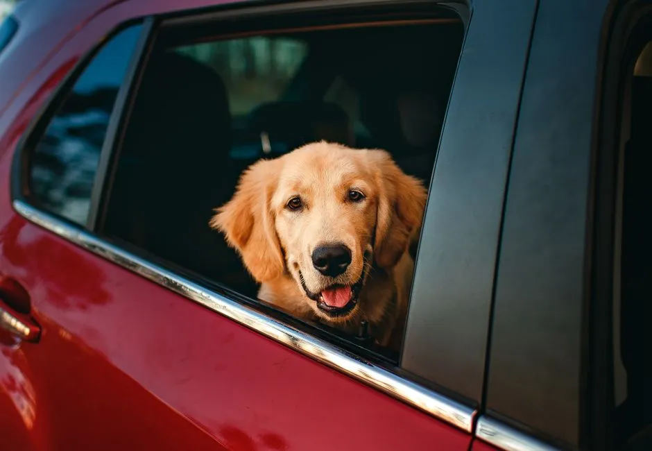Keep the Car Cool and Well Ventilated (Image Credits: Pexels)