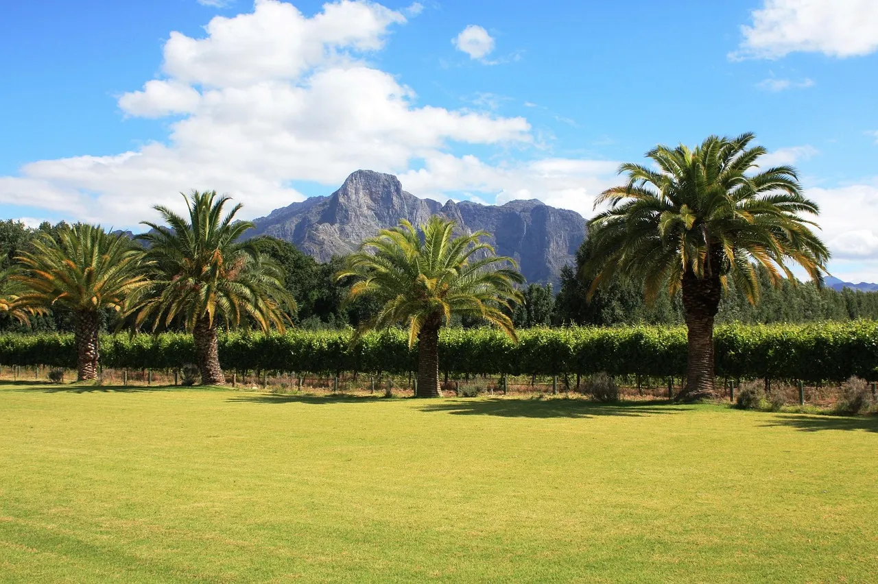 The Winelands: Culture, Landscape, and a Long History (Image Credits: Pixabay)