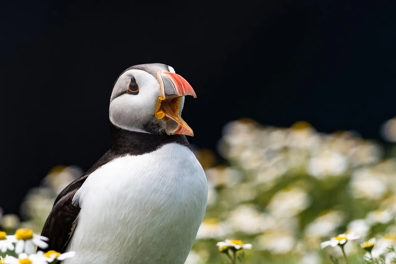 Wildlife That Exists Nowhere Else on Earth (Image Credits: Pixabay)