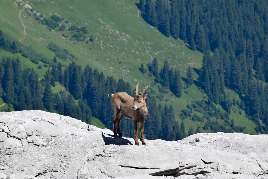 Capricorn: The Mountain Is Literally Their Symbol (December 22 – January 19) (Image Credits: Flickr)