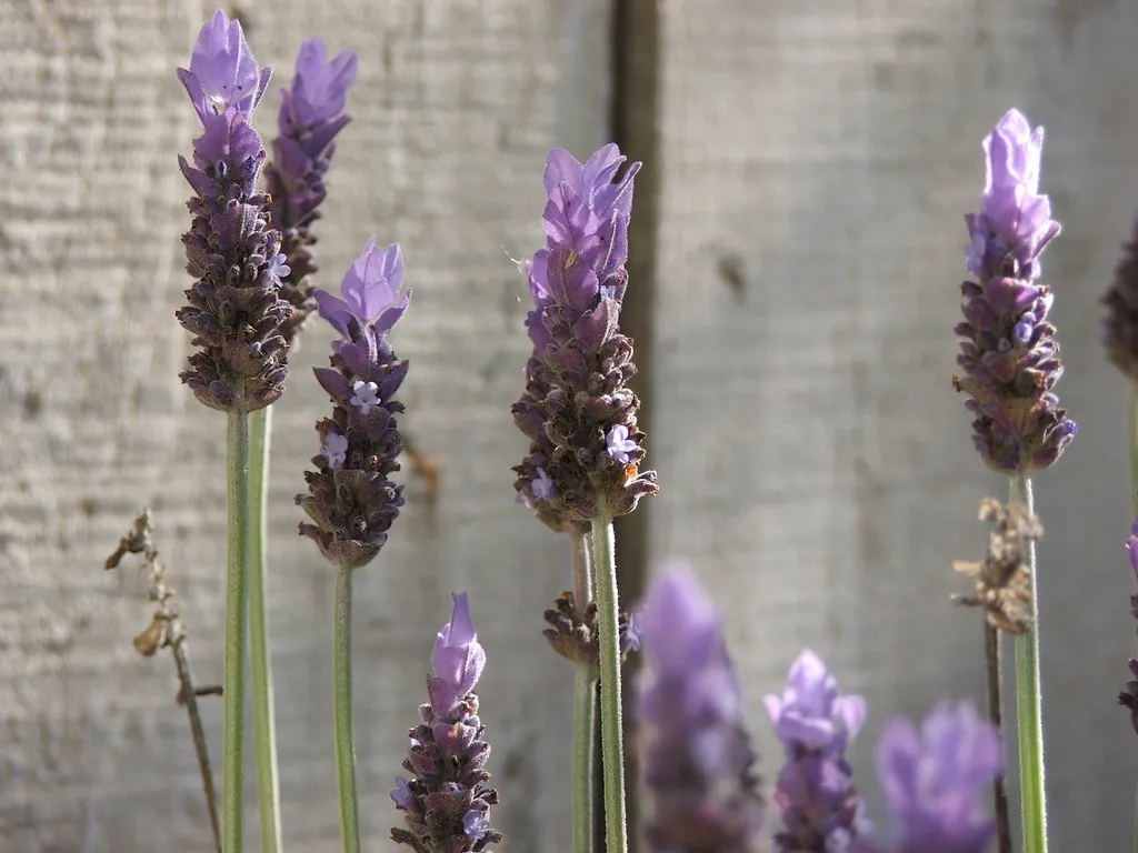 Planning a Visit Around the Purple (mscaprikell, Flickr, CC BY-SA 2.0)