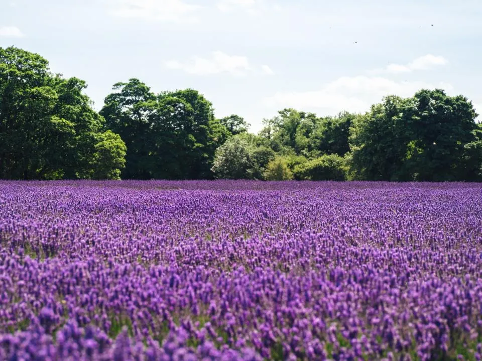 Planning A Summer Built Around Flowers (Image Credits: Stocksnap)