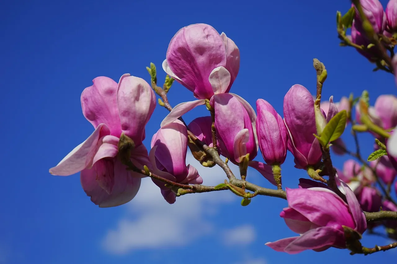 1. Magnolia Plantation and Gardens: America's Oldest Public Garden (Image Credits: Pixabay)