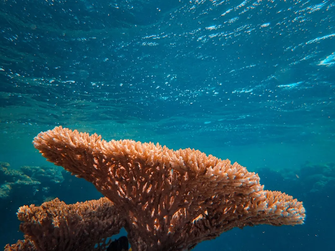 The Habit Nobody Talks About: Touching, Standing, and Resting on Coral (Image Credits: Unsplash)