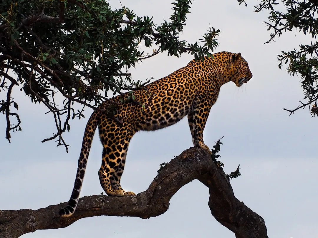 Leopards: Mostly Nocturnal, Occasionally Surprising (Image Credits: Unsplash)