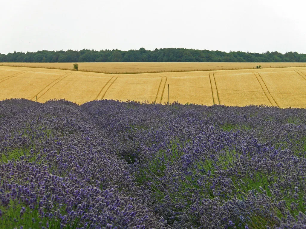 Sault: The Lavender Capital at Altitude (amandabhslater, Flickr, CC BY-SA 2.0)