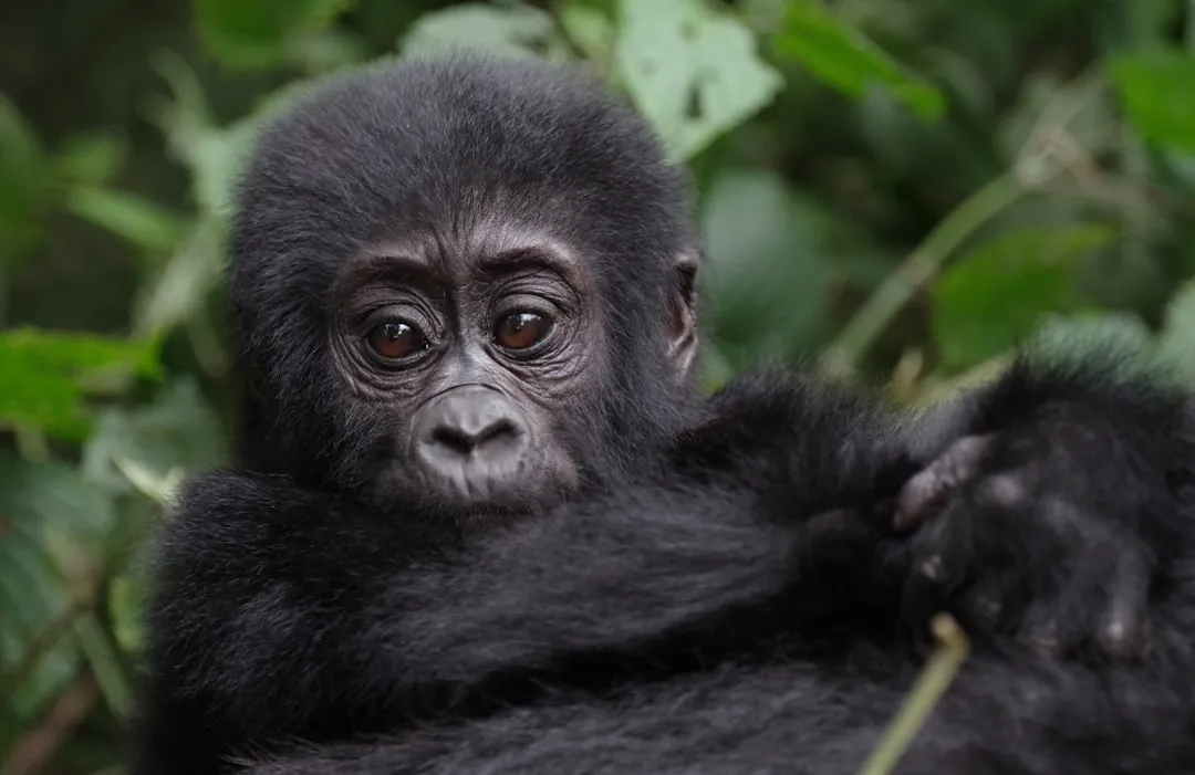 2. Gorilla Trekking in Rwanda and Uganda: The Case for Strict Permits (Image Credits: Unsplash)