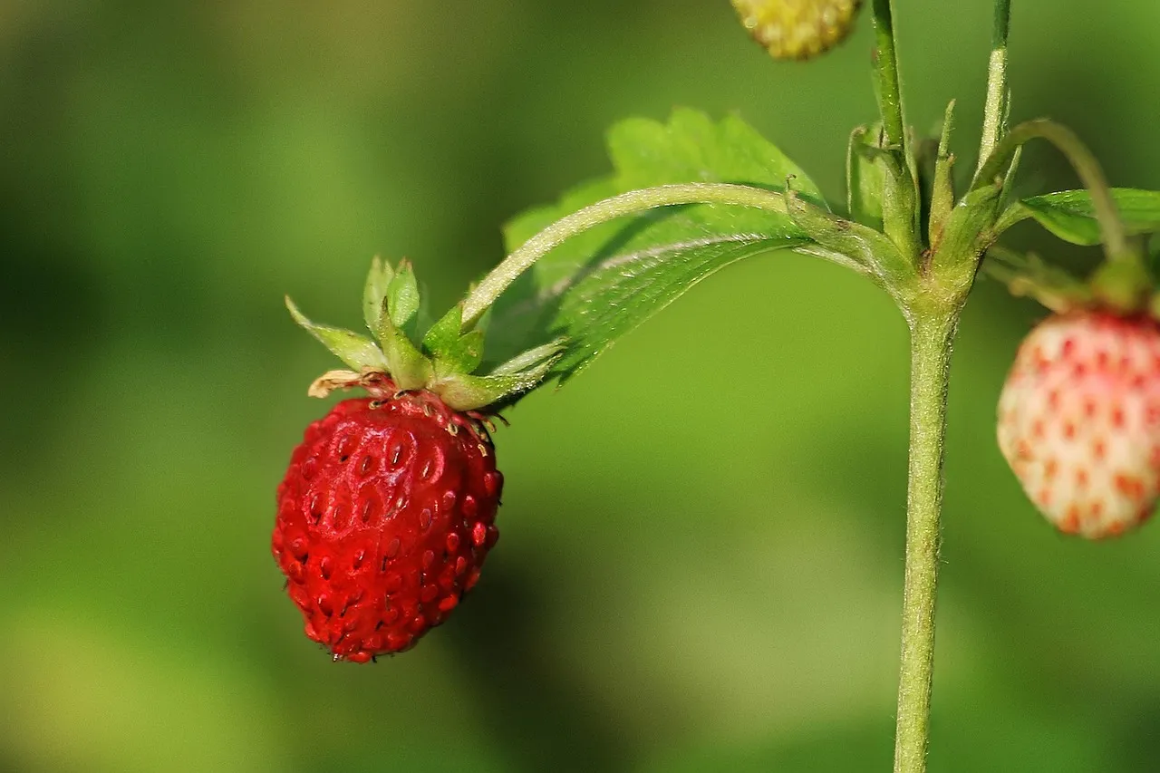Strawbery Banke Museum: A Living Neighborhood, Not a Theme Park (Image Credits: Pixabay)