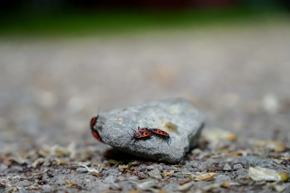 Small Creatures Live Under Those Rocks (Image Credits: Pexels)