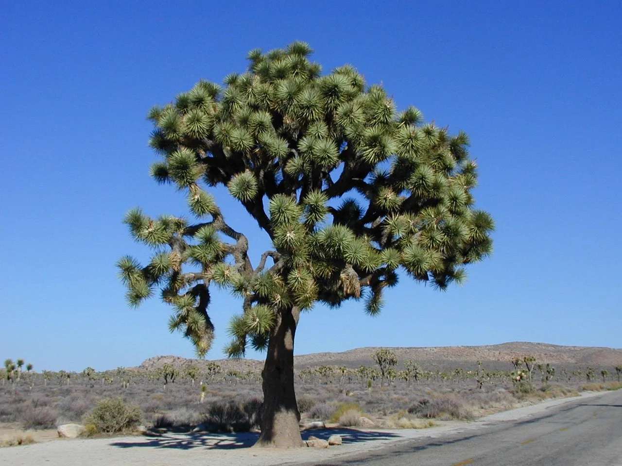 Joshua Tree and the Elevation Gradient (Image Credits: Pixabay)