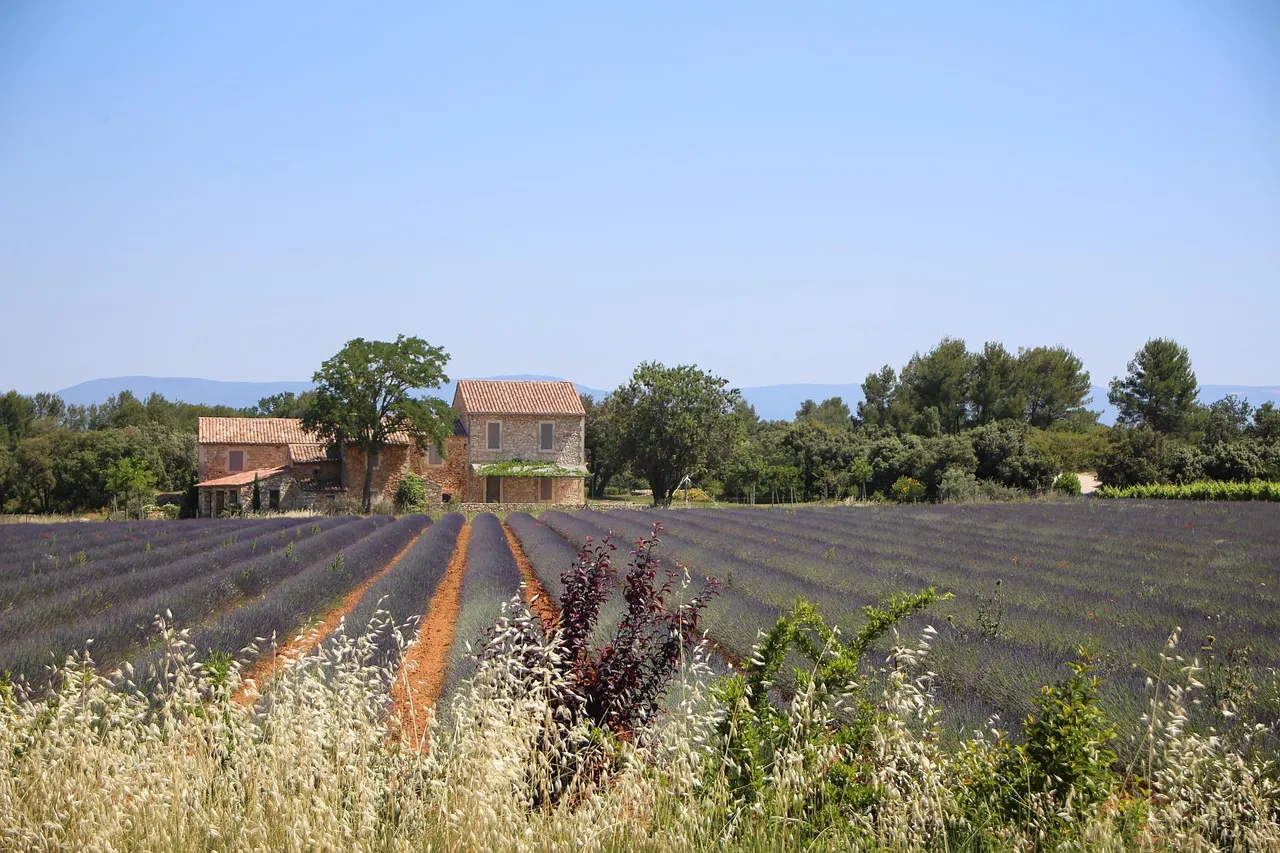 The Lavender AOP: What Makes Haute-Provence Lavender Different (Image Credits: Pixabay)