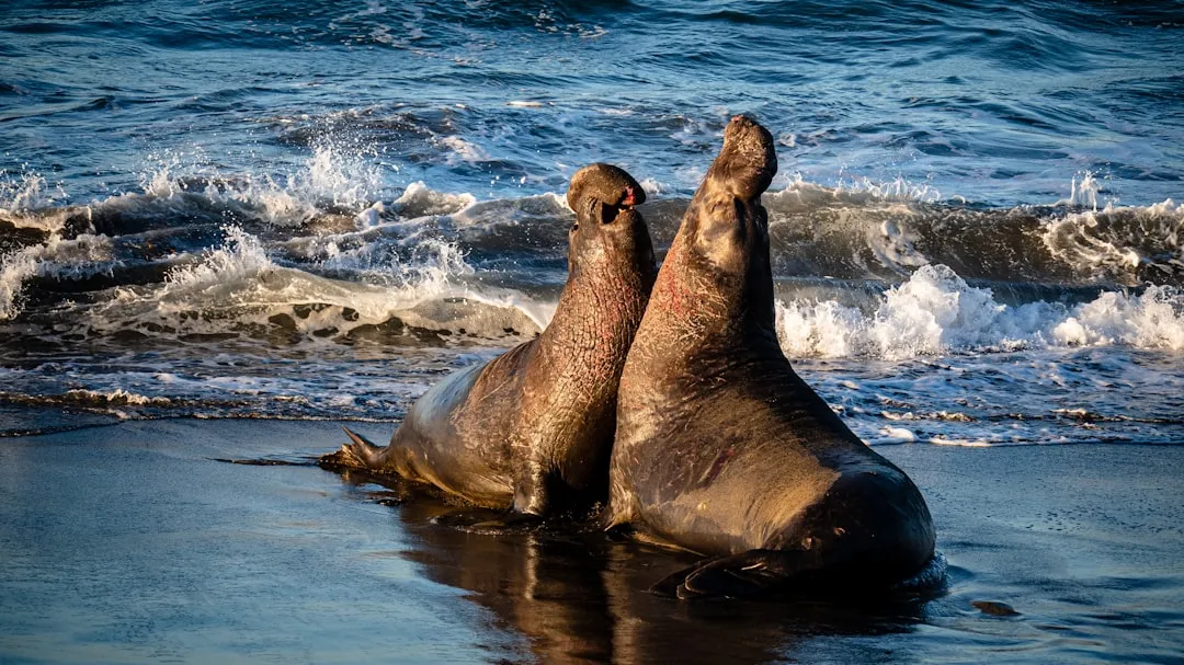 The Elephant Seals of Piedras Blancas (Image Credits: Unsplash)