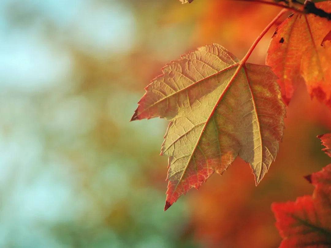 The Economic Weight of Autumn in New England (Image Credits: Unsplash)