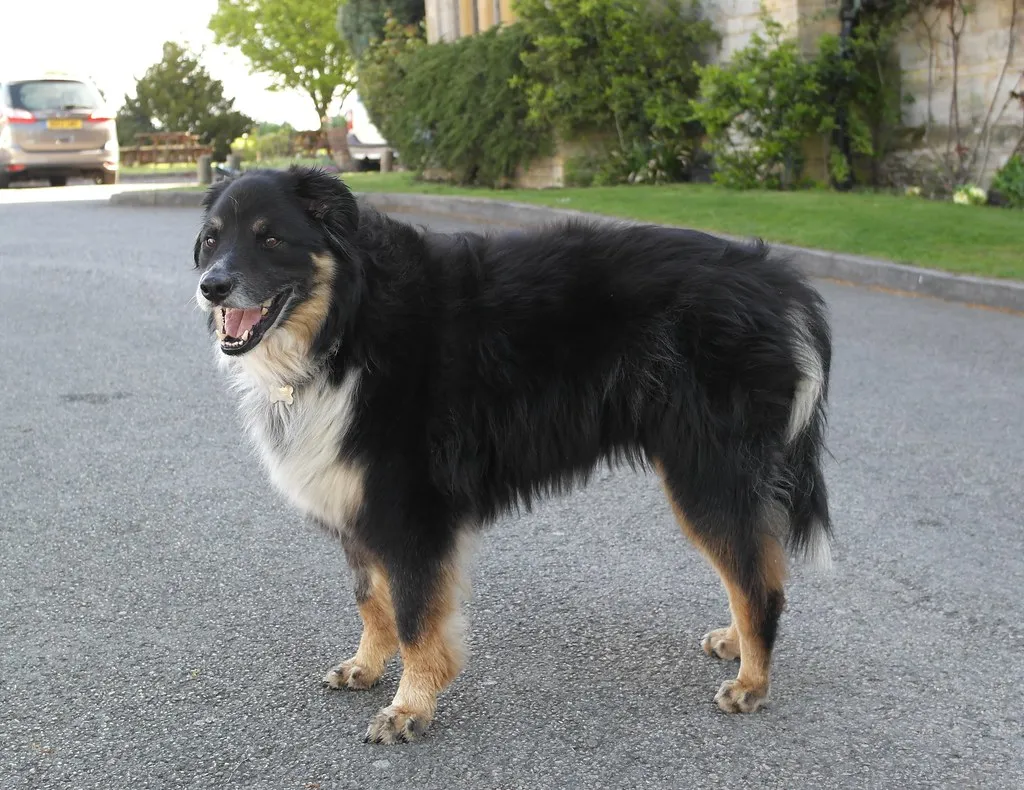 What "Pet Concierge" Actually Means in Practice (Glosters, Flickr, CC BY 2.0)