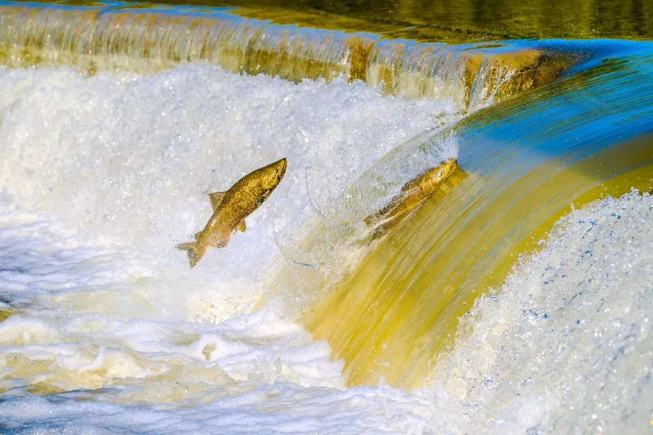Conservation Efforts and the Hope of Habitat Restoration (Image Credits: Pexels)