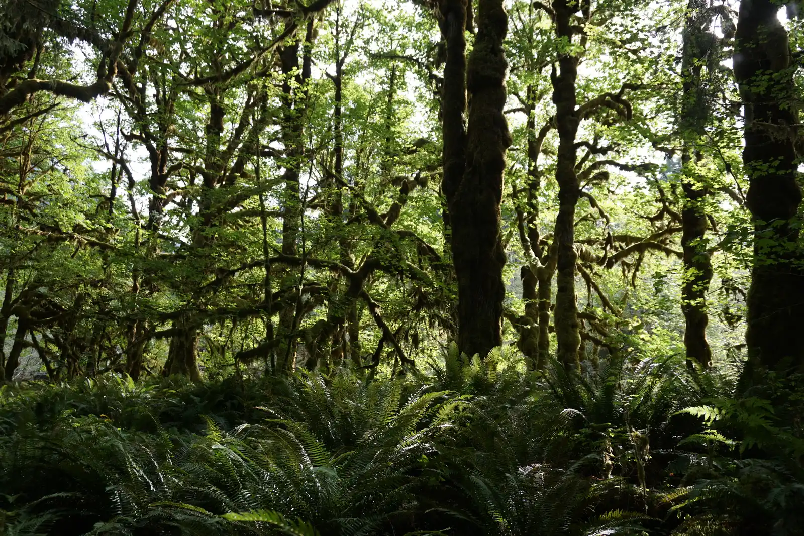 The Quinault Rainforest Offers a Quieter Alternative Nearby (green_trees_mossy_rainforest_quinault_graves_creek_nature_trail_d_archuleta_2015, Public domain)