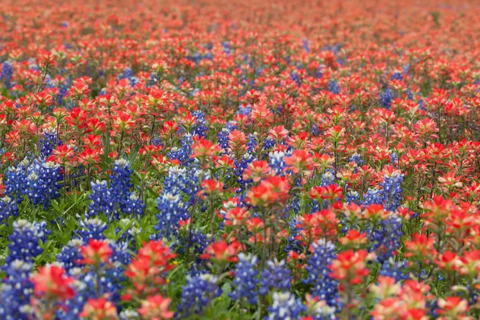 LBJ State Park and Historic Site in Stonewall: Wildflowers with History (Image Credits: Pexels)