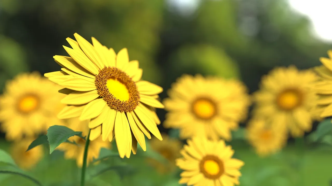 Wooden Shoe Farm's Summer Sunflower Fields, Woodburn, Oregon (Image Credits: Pixabay)