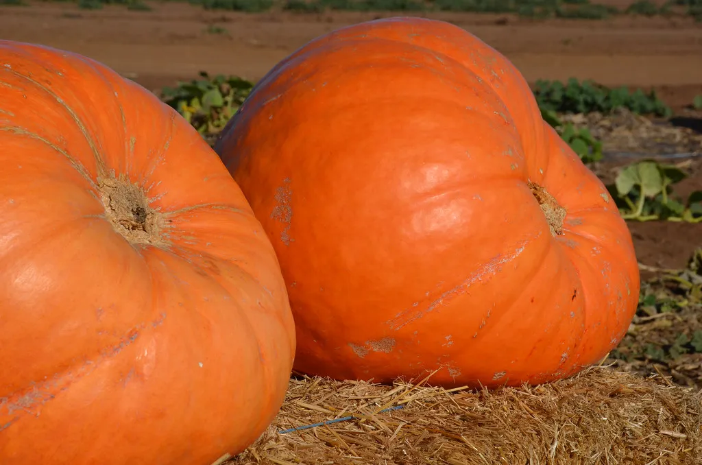 Agritourism Draws Families Back Season after Season (Rob.Bertholf, Flickr, CC BY 2.0)