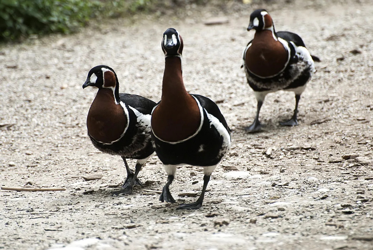 Where to Position Yourself: Transition Habitats Are Key (Image Credits: Pixabay)