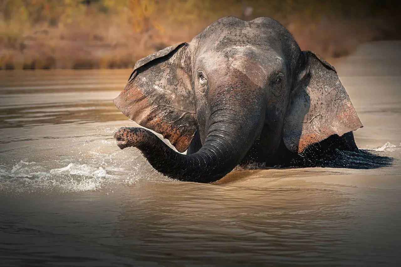 Risk-Taking in Nature Builds Genuine Resilience (Image Credits: Pixabay)