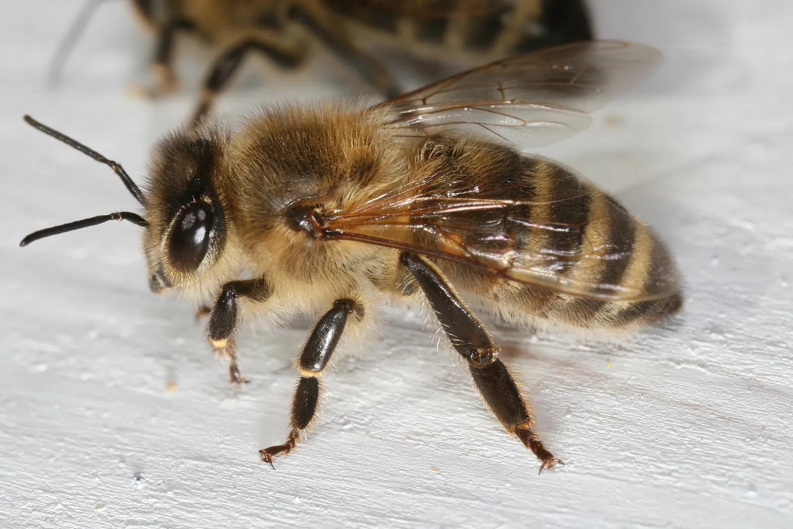 Beekeeping and Apitherapy: A Uniquely Grounding Experience (By Richard Bartz, Munich Makro Freak & Beemaster Hubert Seibring, Munich which gave me advice and a protection suite ;) My dog cashed 6 bee-sticks on the nose, i cashed 4., CC BY-SA 2.5)