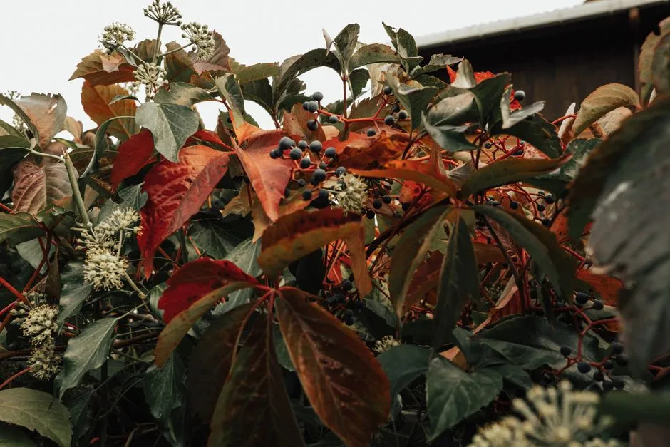 The Overlooked Window: Late Summer Into Early Fall (Image Credits: Pexels)