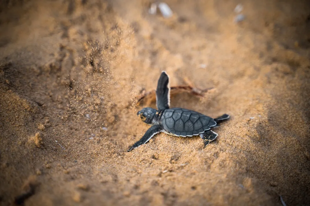 Be Thoughtful About the Climate Threats Beyond the Beach (Image Credits: Unsplash)