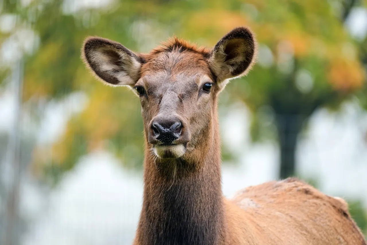 Wildlife and the Quiet Season Between Visitors (Image Credits: Pixabay)