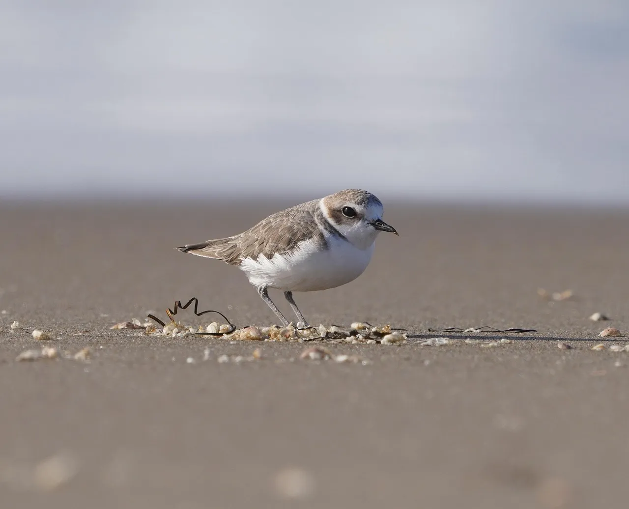 Wildlife Considerations Still Shape the Rules (Image Credits: Pixabay)
